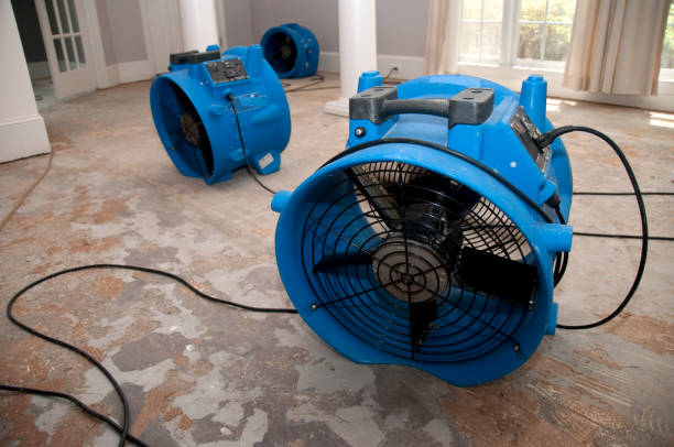 Best Mold removal after water damage  in Orangeburg, SC